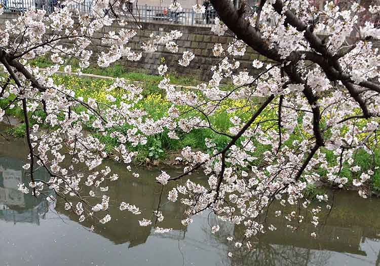 大岡川の上に枝を広げた満開の桜と岸辺に咲いている菜の花