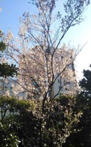 営業中に見た満開の桜