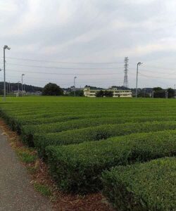 営業に行った先で見たお茶畑の風景