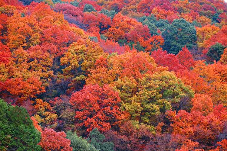 紅葉の美しい山々