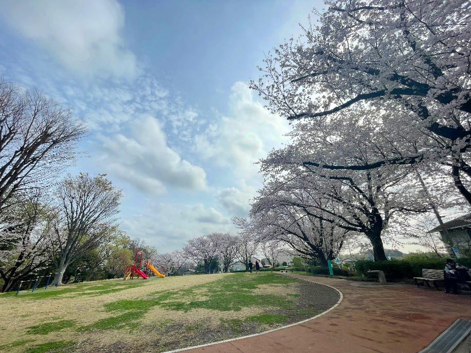 桜が満開の近所の公園